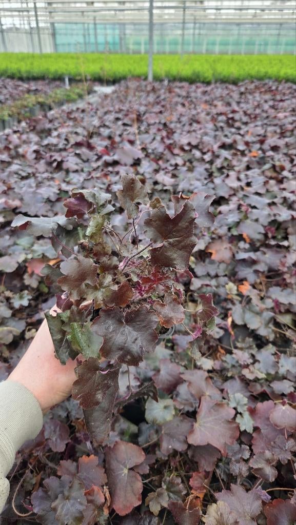 Heuchera Palace Purple - Purperklokje - goedkoop, Ophalen of Verzenden, Overige soorten, Halfschaduw