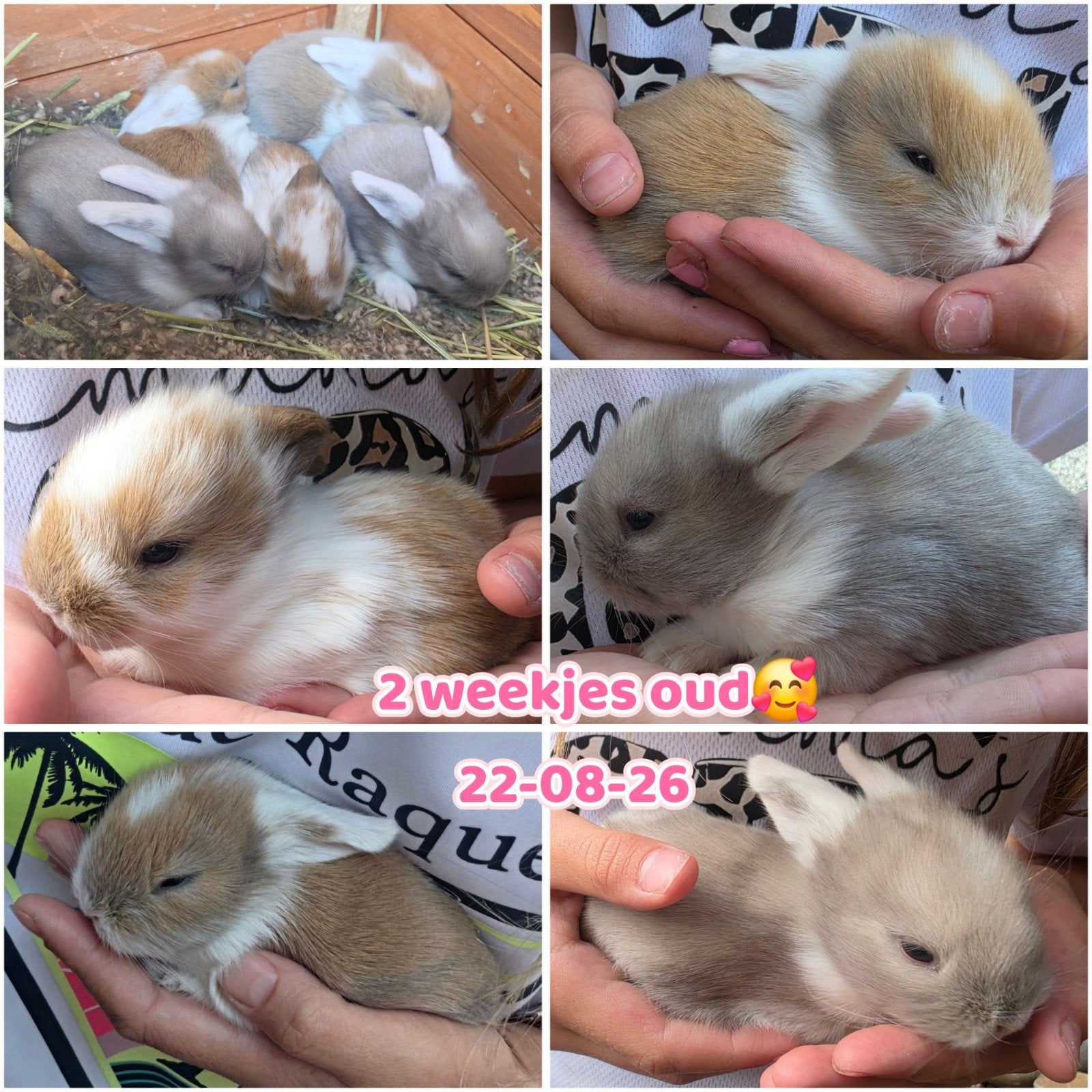 5 knappe baby konijntjes( teddy widder X nl hangoor), Dieren en Toebehoren, Konijnen, Geslacht onbekend, Middelgroot, Hangoor