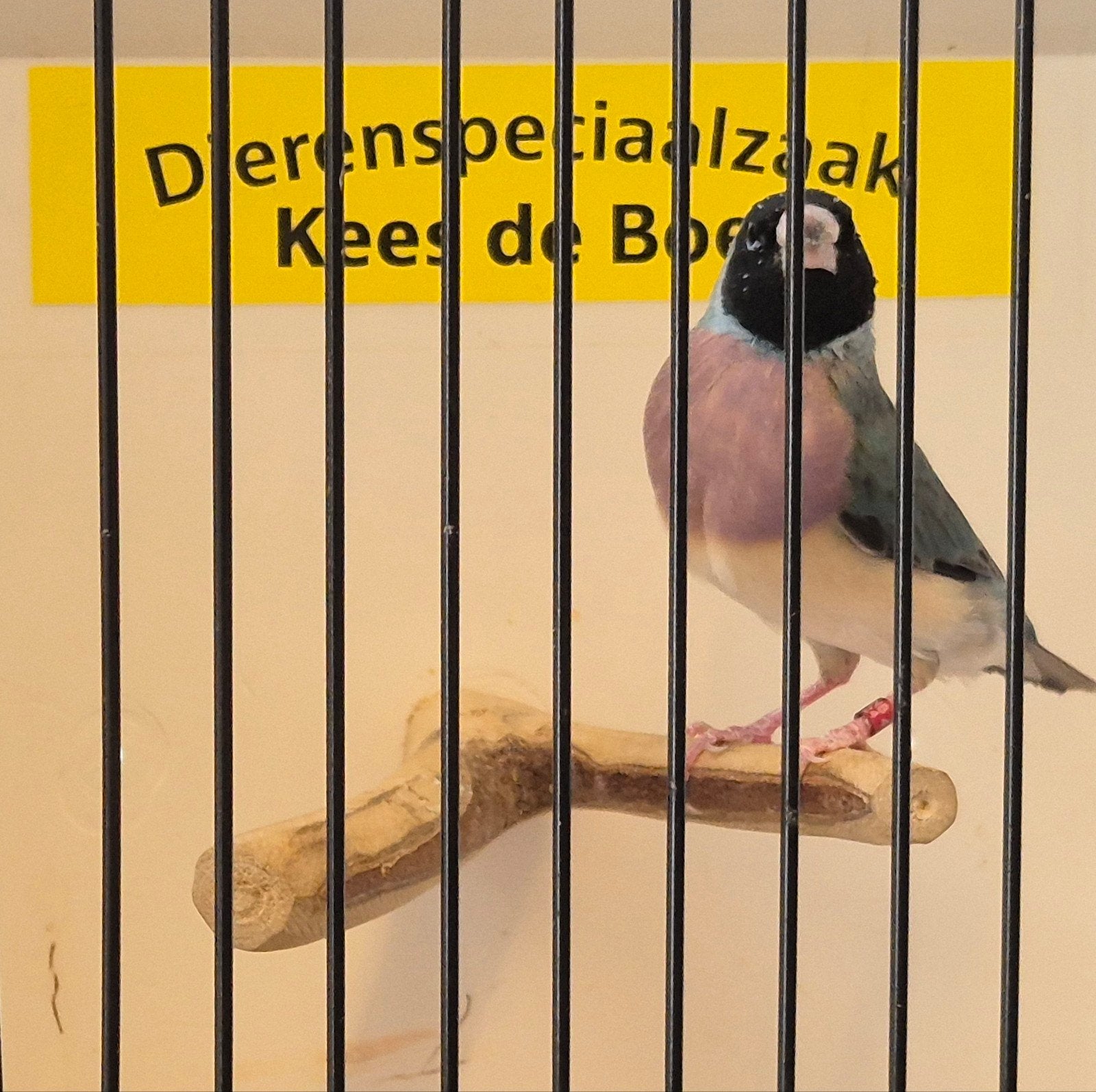 Blauwe gouldamadine pop, Vrouwelijk