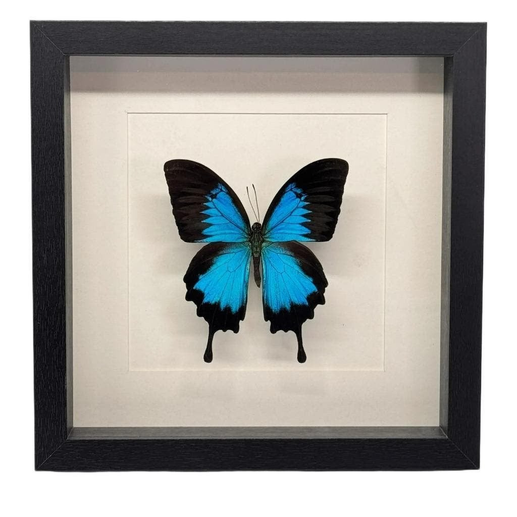 Papilio ulysses vlinder passe partout lijst 25x25 cm, Ophalen of Verzenden, Nieuw, Insect, Opgezet dier