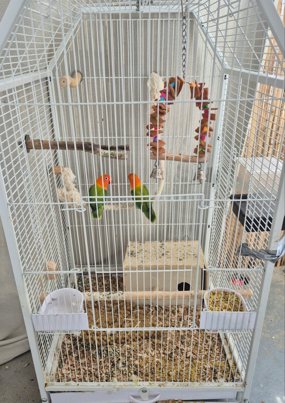 Koppeltje agapornissen agapornis ficheri