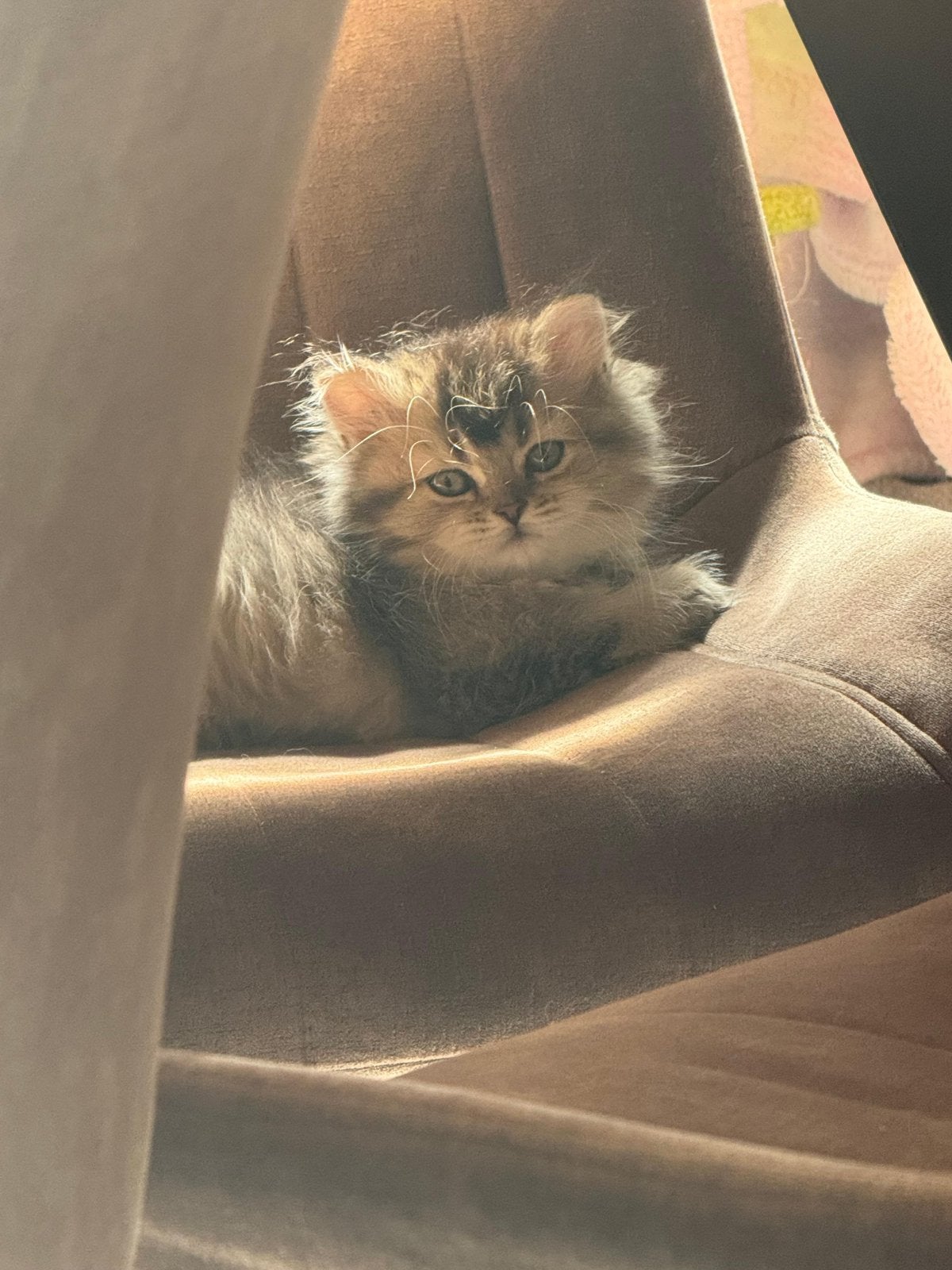 Britse kittens mogen per direct naar een nieuwe huis!, Dieren en Toebehoren, Meerdere dieren, Ontwormd