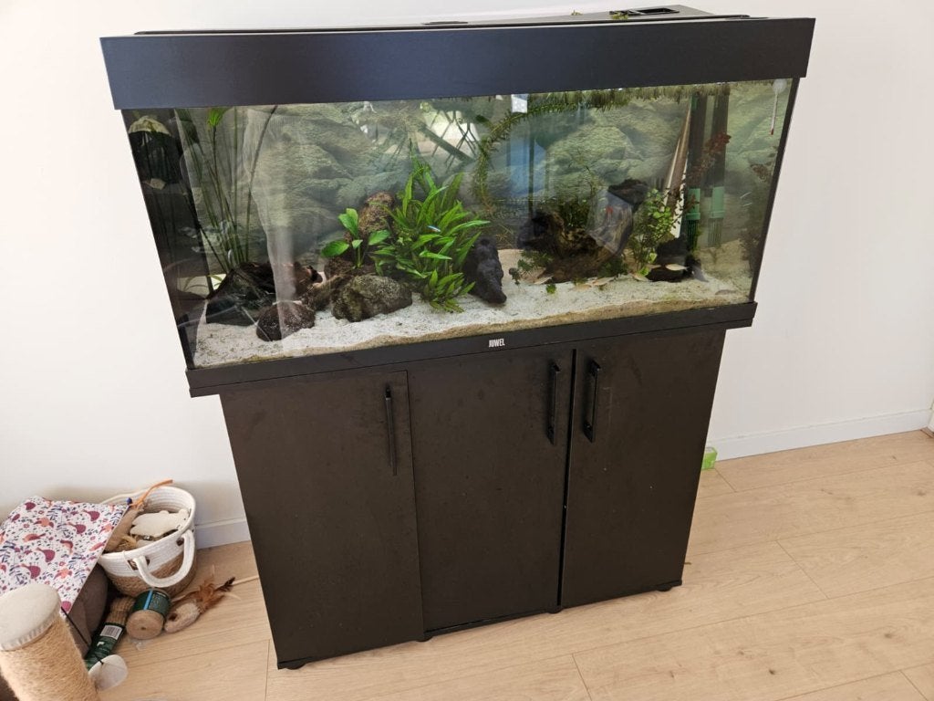 Juwel Rio 180 compleet ingericht aquarium met vissen, Ophalen, Inclusief vissen, Juwel, Gevuld zoetwateraquarium