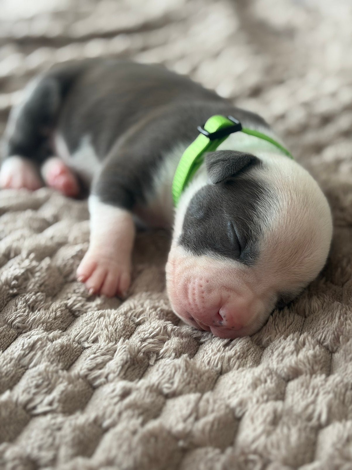 Amerikaanse Staffordshire Terrier pups 🐾, Dieren en Toebehoren, Honden | Jack Russells en Terriërs, Parvo, 8 tot 15 weken, American Staffordshire Terriër