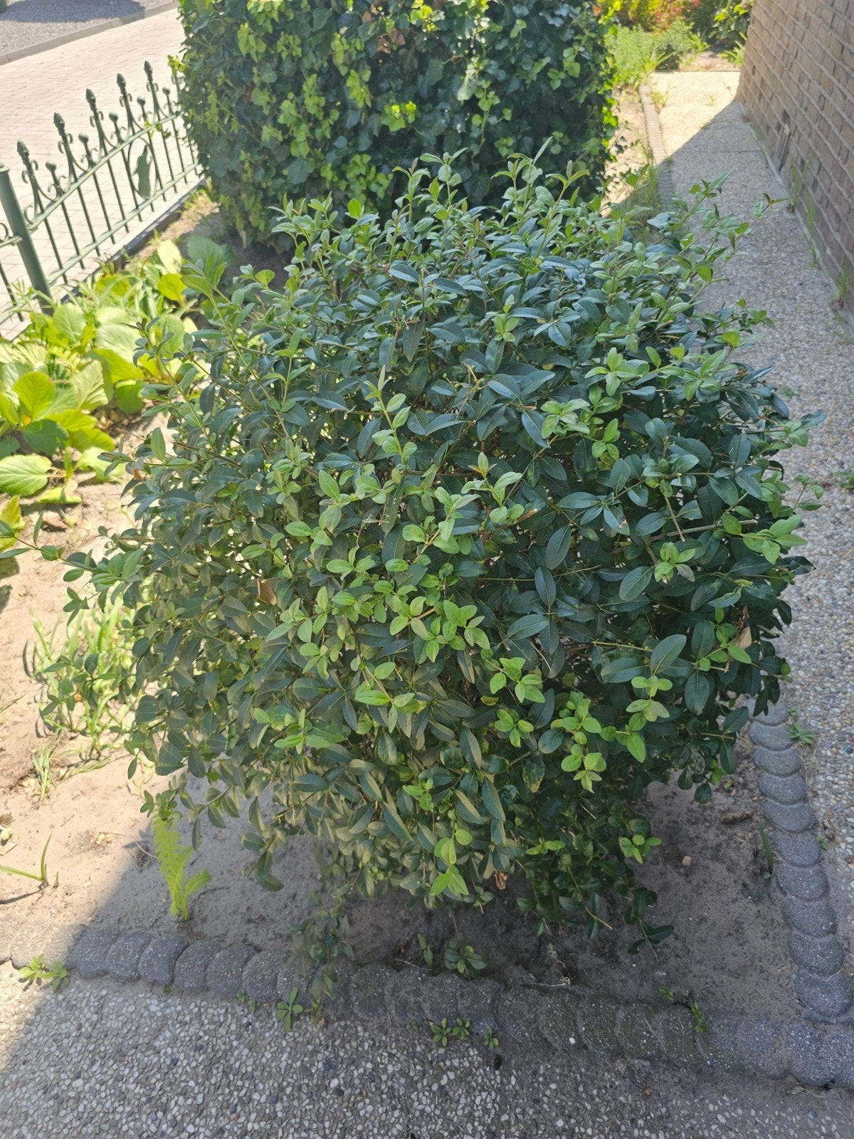Plant, Tuin en Terras, Planten | Struiken en Hagen, Ophalen