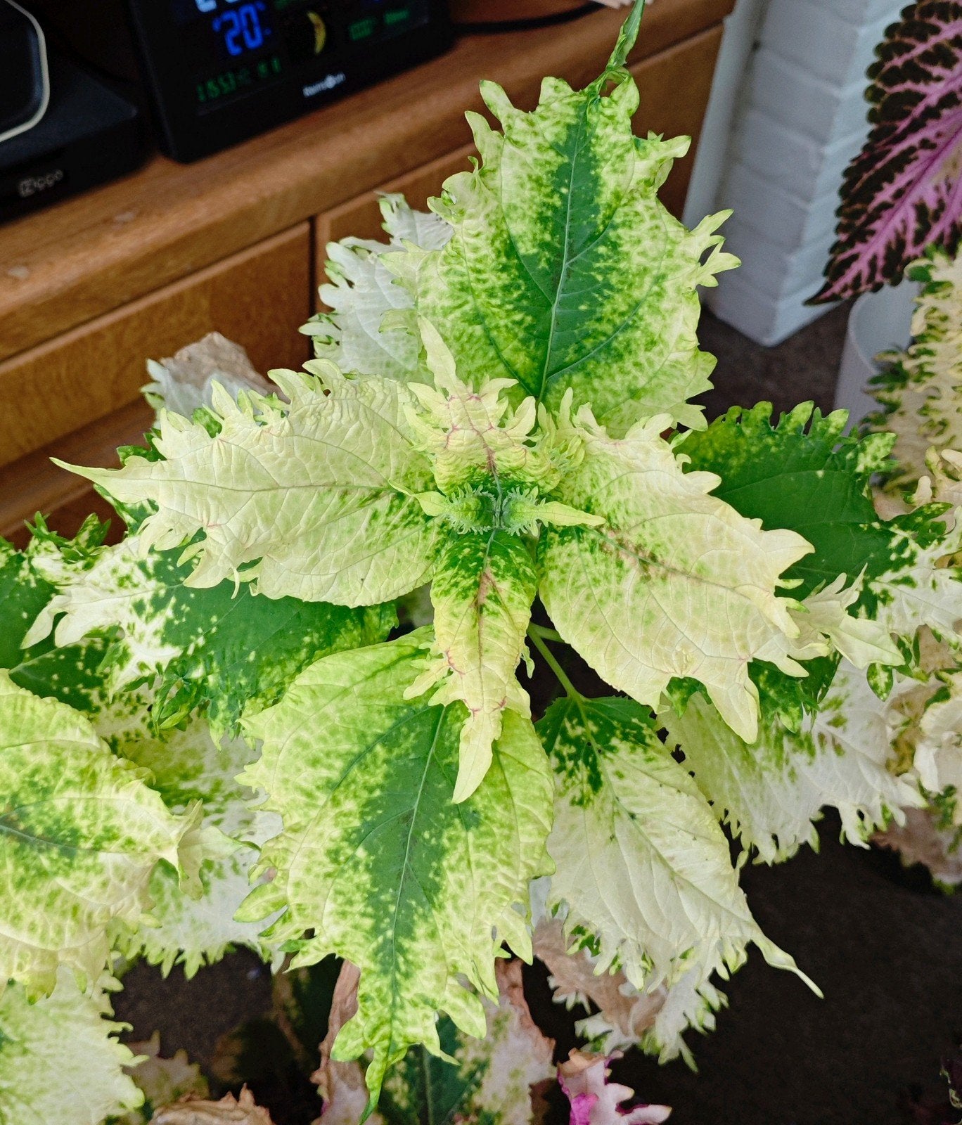 zeldzame coleus siernetel stekje nr6, Ophalen, Halfschaduw, Minder dan 100 cm