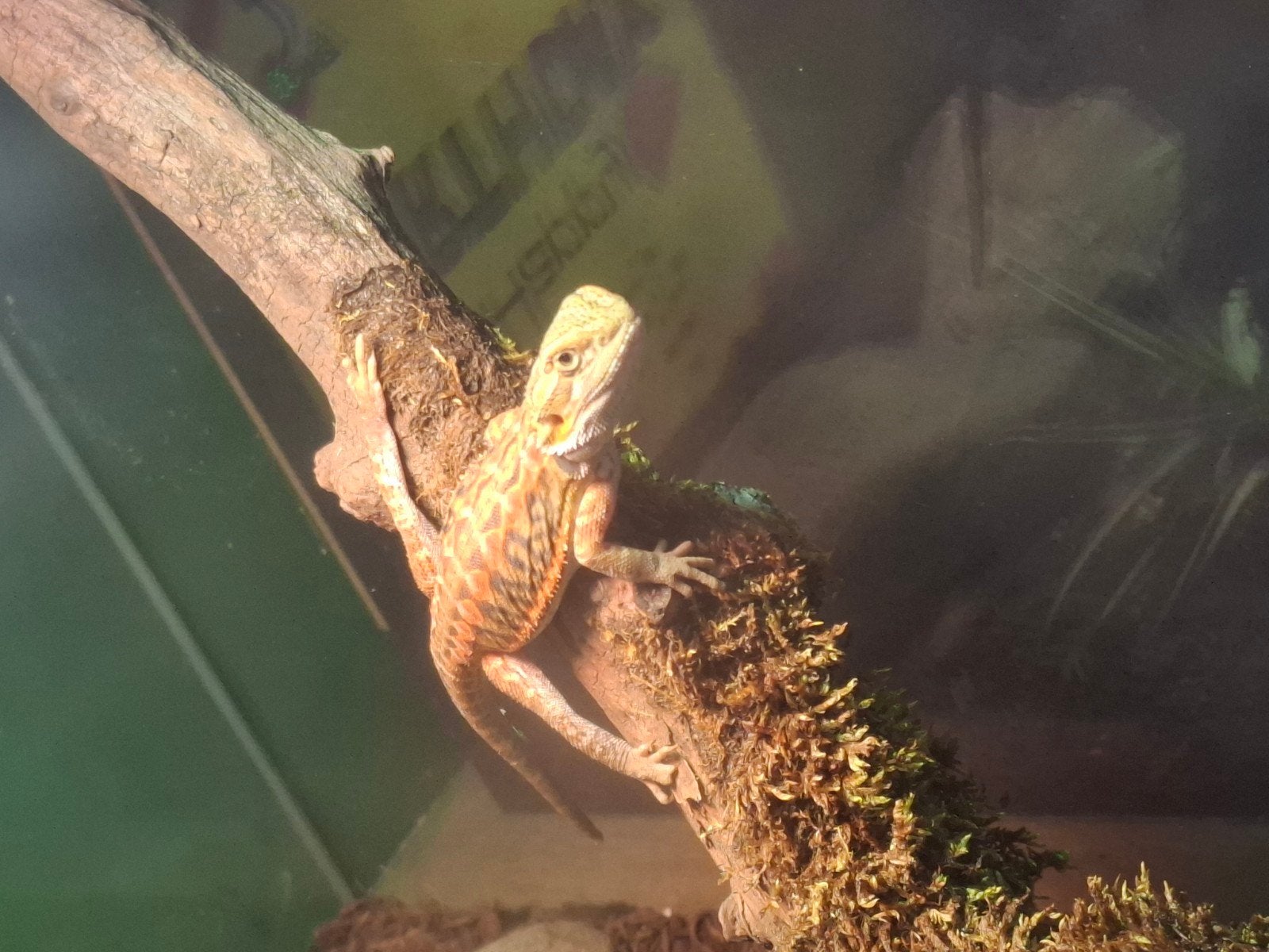 Leatherback baardagaam Bearded Dragon photo 9