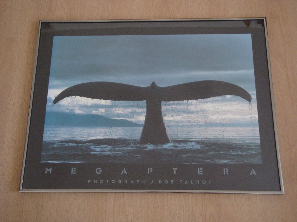 Ingelijste fotoprint Megaptera walvis van Bob Talbot, Ophalen, Zo goed als nieuw, 75 tot 100 cm, Foto of Poster