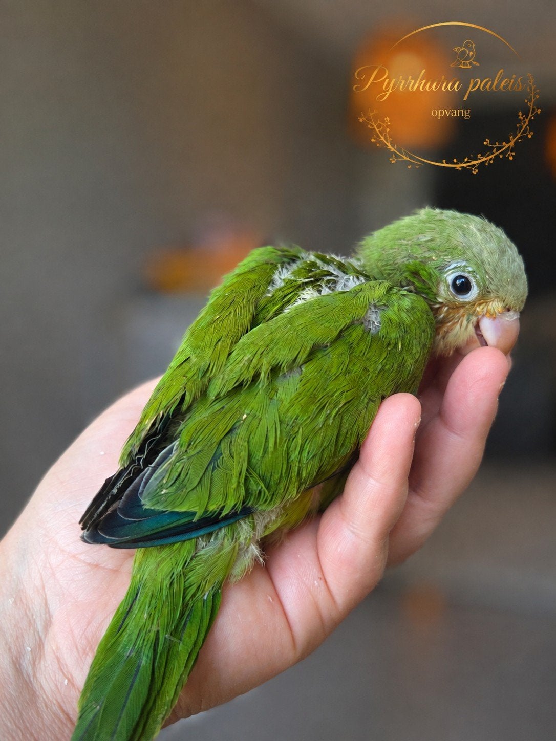 Muisparkiet Wildkleur (Ter Adoptie), Dieren en Toebehoren, Vogels | Parkieten en Papegaaien, Parkiet