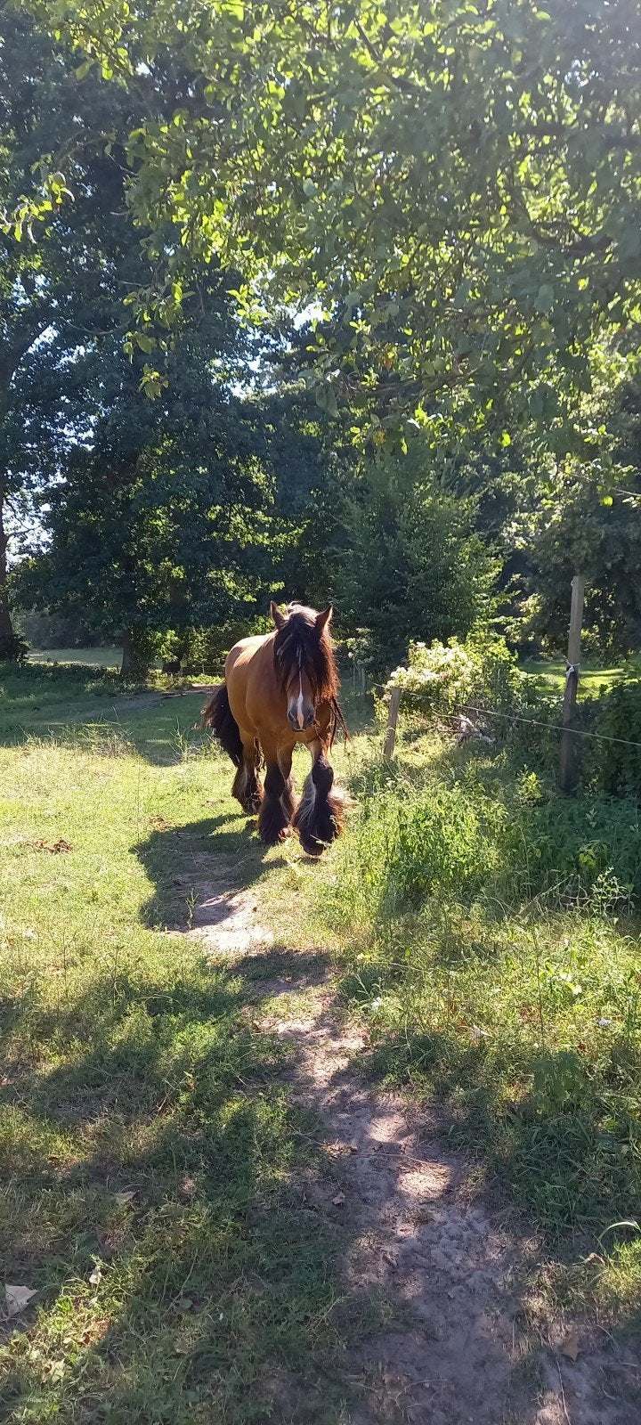 Vriendelijke senior ruin zoekt rustige stalling, Dieren en Toebehoren, Stalling en Weidegang, Weidegang