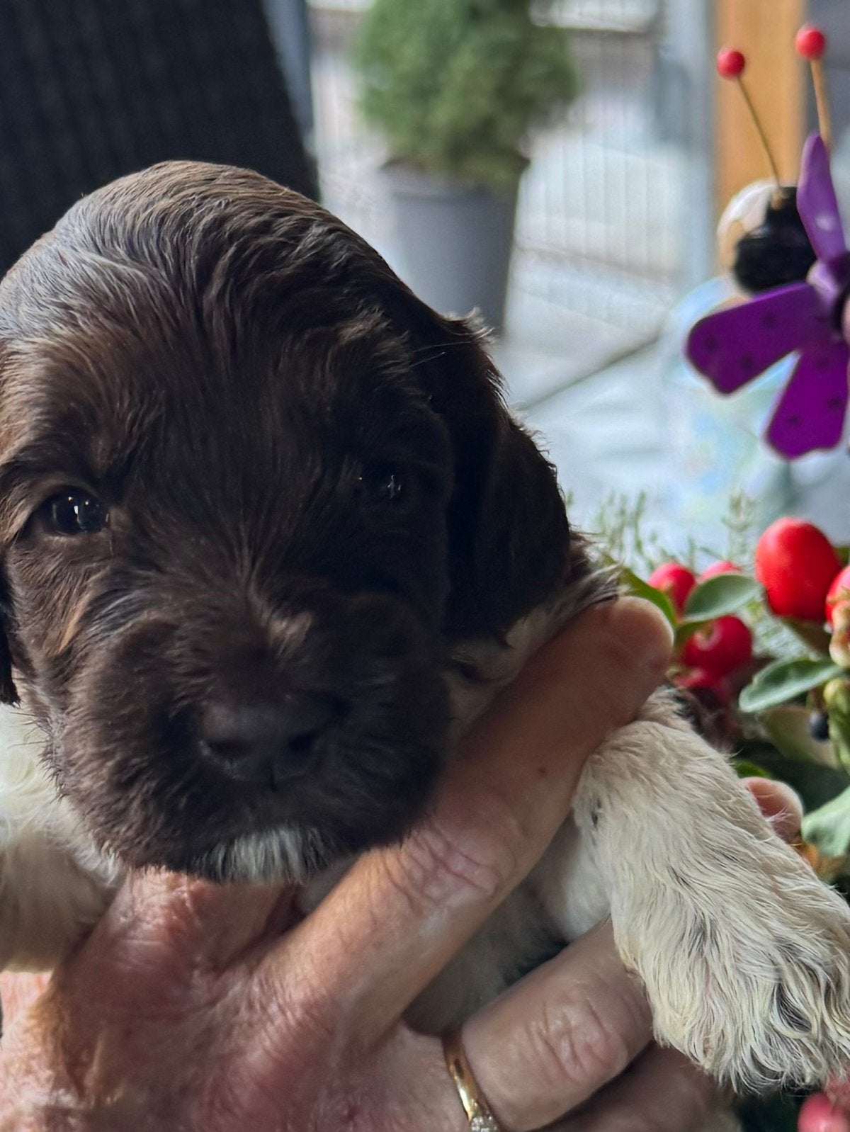 Australian Labradoodle pups bruin en bruin/parti!, Overige rassen, CDV (hondenziekte), 8 tot 15 weken, Meerdere