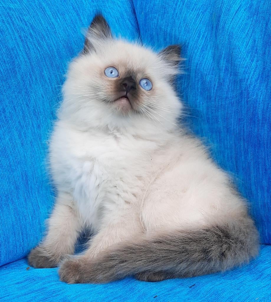 Ragdoll kitten katertje met stamboom, Dieren en Toebehoren, Katten en Kittens | Raskatten | Langhaar, Kater, Met stamboom, 0 tot 2 jaar