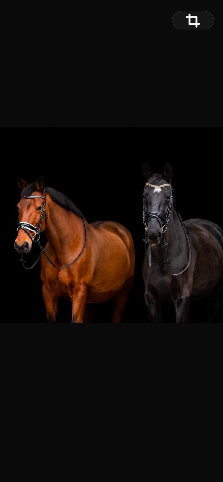 Gezocht 24/7 buitenstalling voor 2 paarden, Weidegang