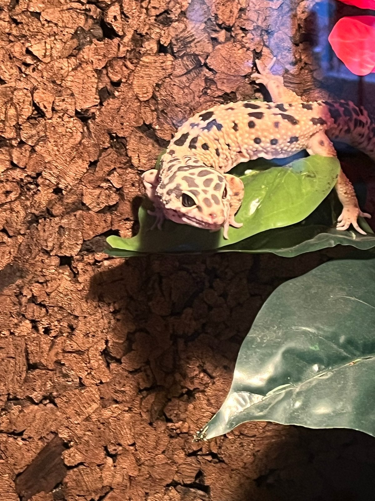 Luipaardgecko, Dieren en Toebehoren, Overige soorten, Tam, 7 tot 10 jaar