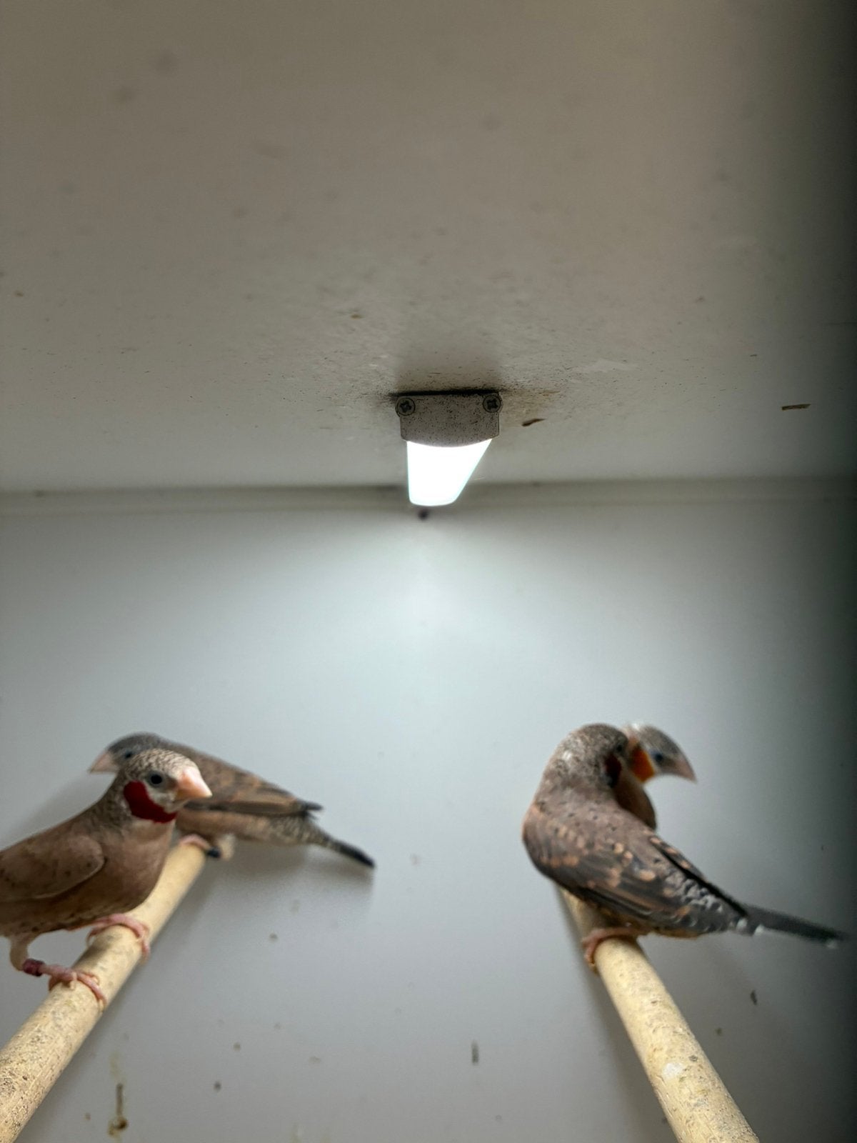 band vinkjes koppels, Meerdere dieren