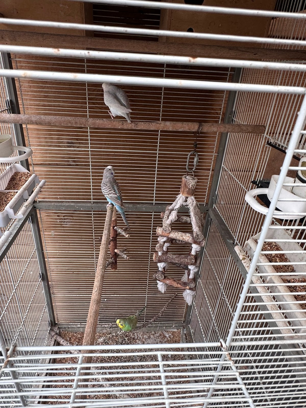 complete vogelkooi met 3 gezonde parkieten, Dieren en Toebehoren, Vogels | Hokken en Kooien, Ophalen, Zo goed als nieuw, Metaal