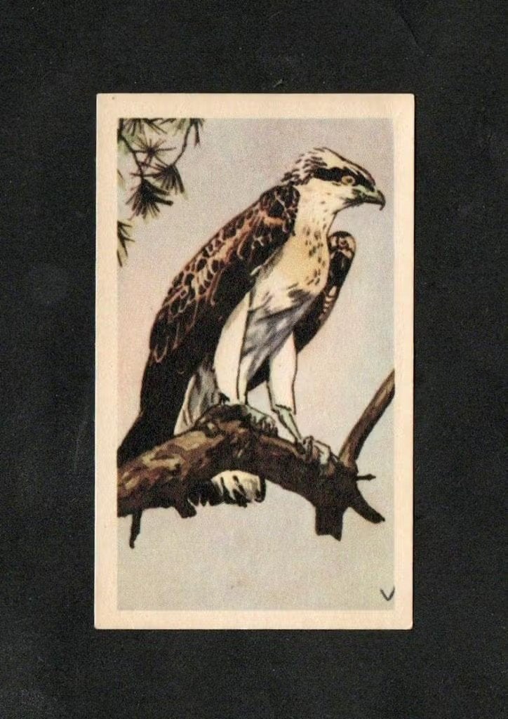 Verzamelplaatje Visarend Roofvogel Veluwe (6)., Ophalen of Verzenden, Zo goed als nieuw