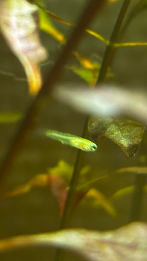 Baby guppies, Vis