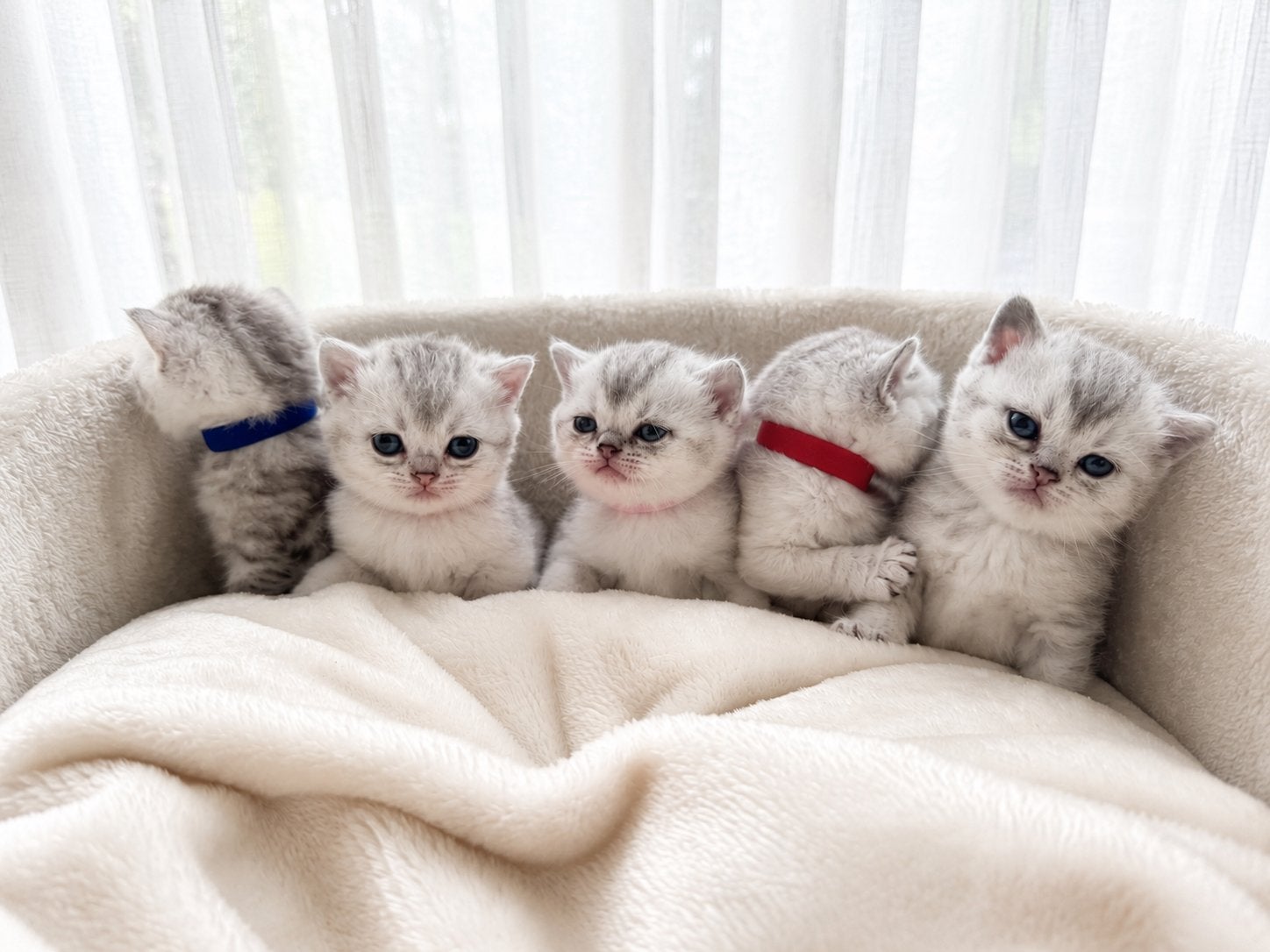 Prachtige Britse Korthaar Silver/Golden Shaded kitten, Dieren en Toebehoren, Katten en Kittens | Raskatten | Korthaar, Poes