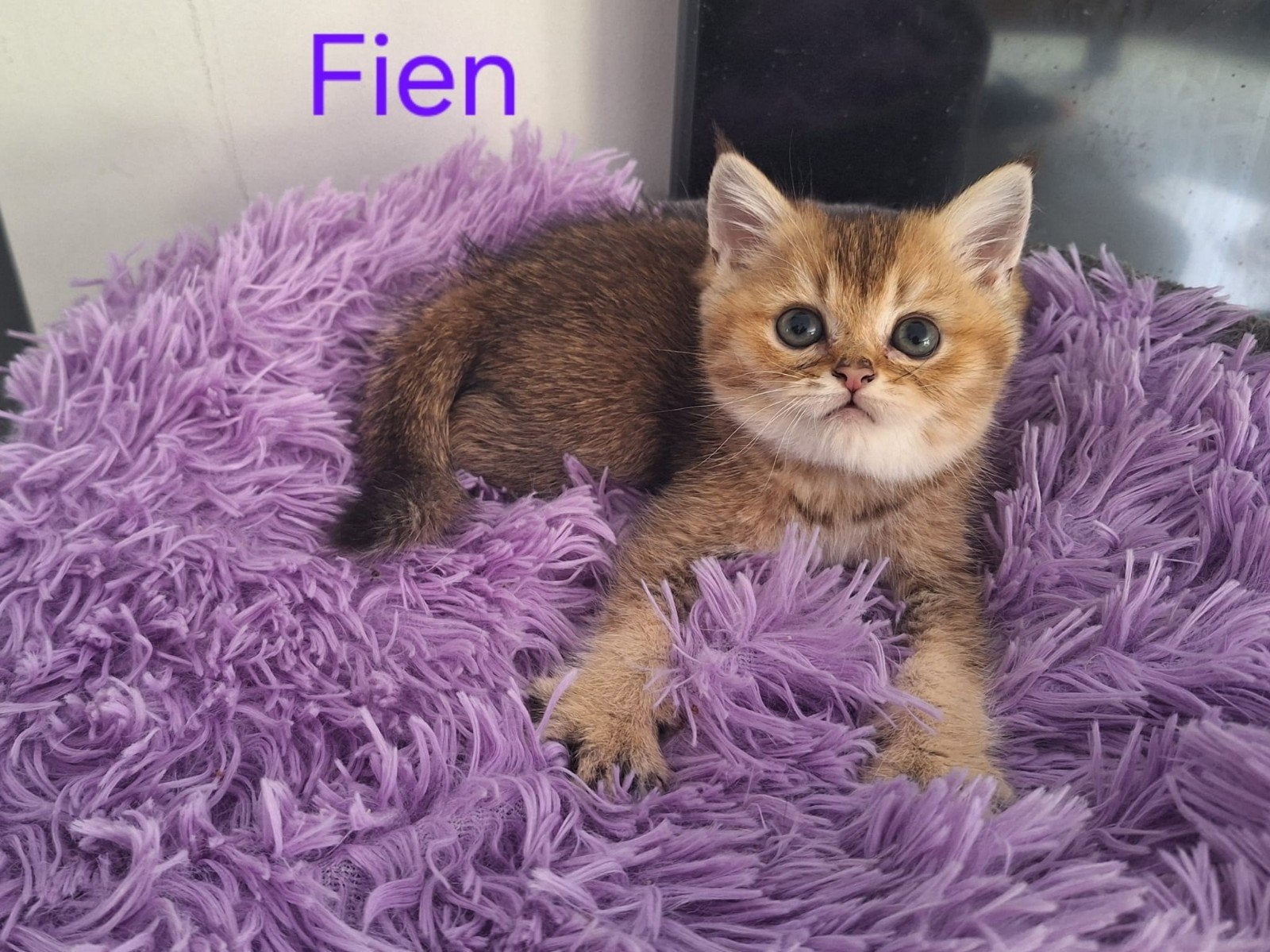 Zeer mooie aanhankelijke sociale Brits Korthaar kittens, Dieren en Toebehoren, Katten en Kittens | Overige Katten, Meerdere dieren