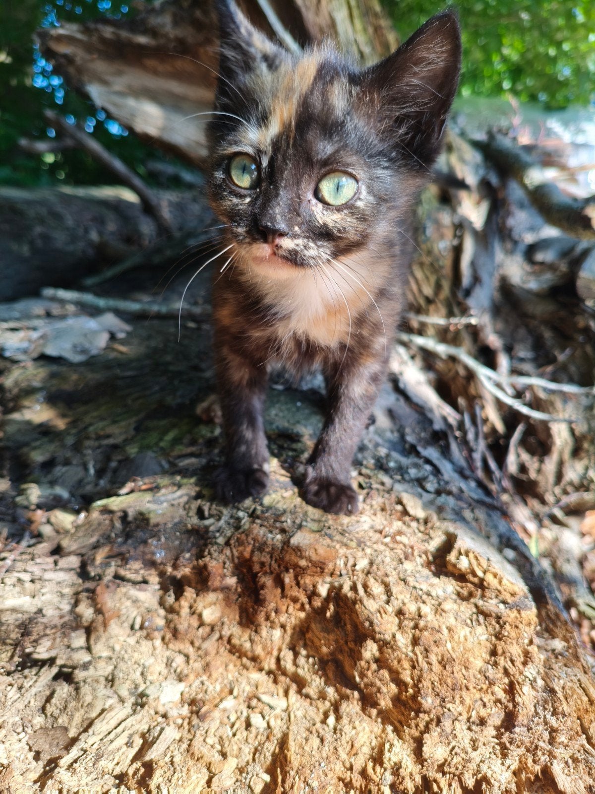 Gratis, Kater
