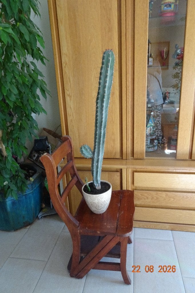 cactus, Ophalen, Minder dan 100 cm, In pot, Cactus