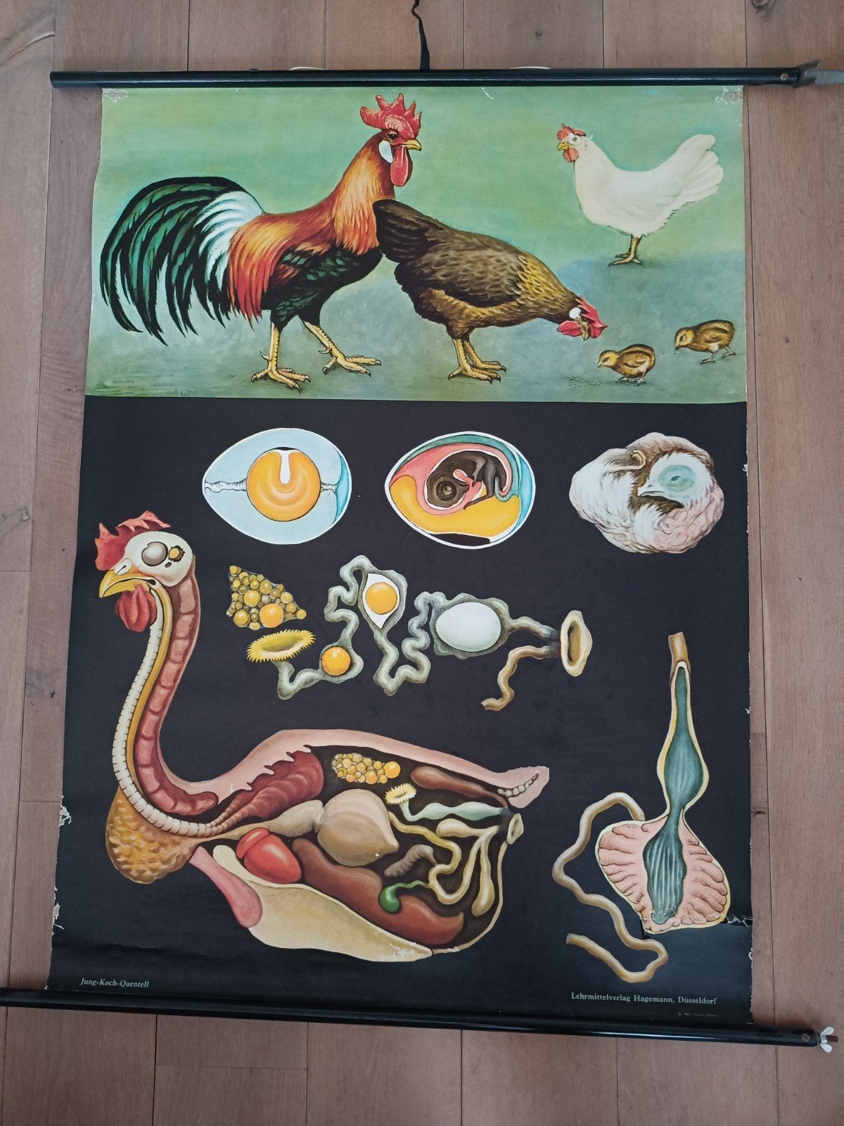 Vintage Schoolplaat Kip Anatomie - Jung-Koch-Quentell 1965, Ophalen, Natuur en Biologie