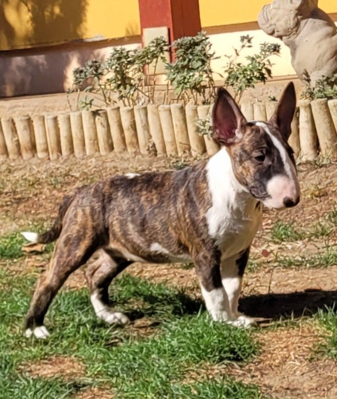Miniature Bullterrier Female puppy, Bull Terriër, Reu, 8 tot 15 weken, Buitenland