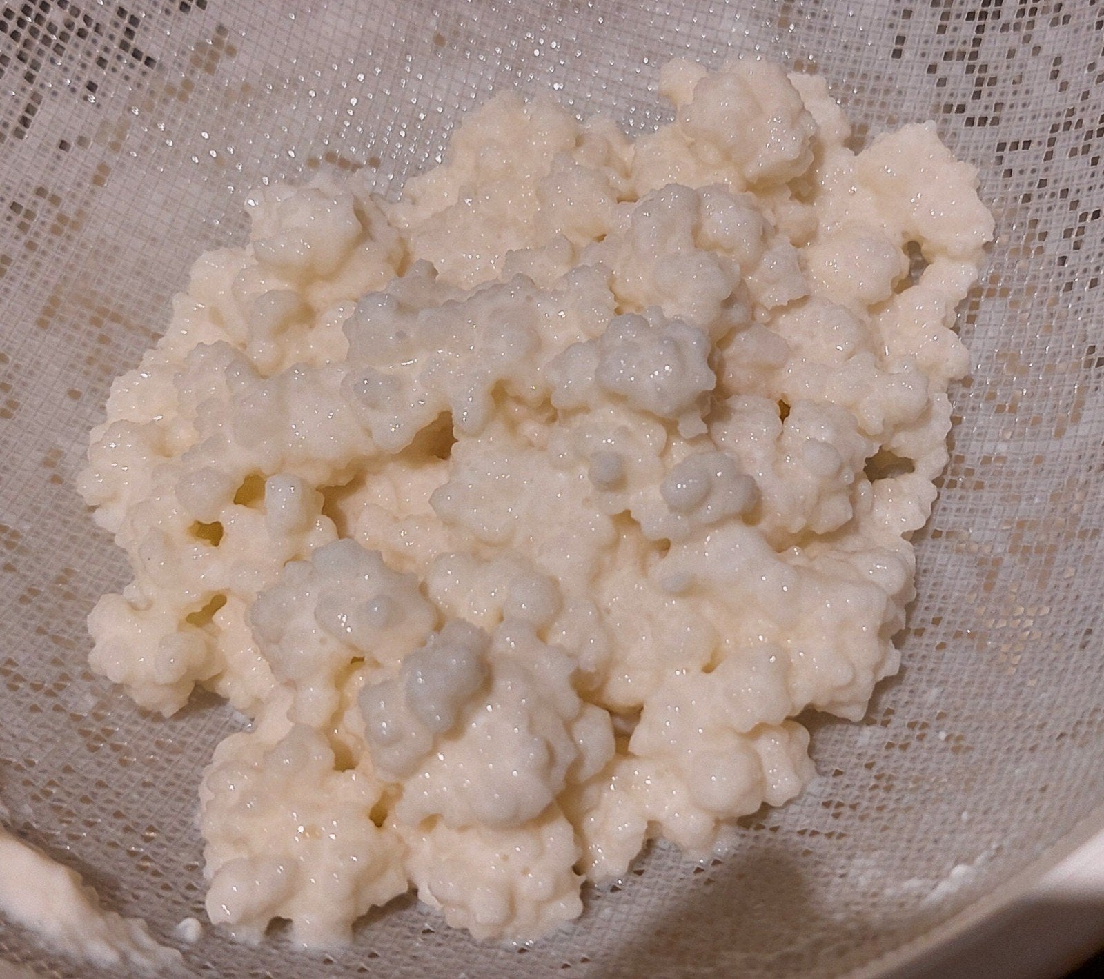 Melkkefir korrels vers, Diversen, Levensmiddelen, Ophalen