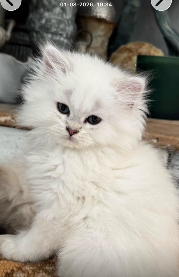 Britse langhaar kittens, Meerdere dieren, Met stamboom, 0 tot 2 jaar