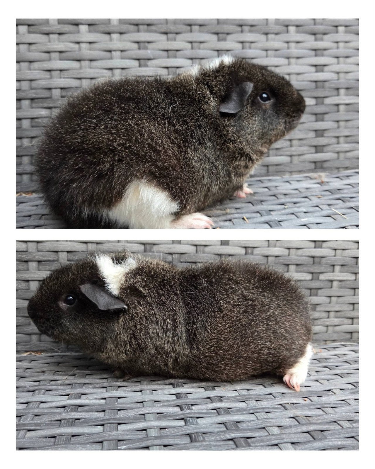 us teddy zeug, Cavia, Vrouwelijk, Mei, Tam