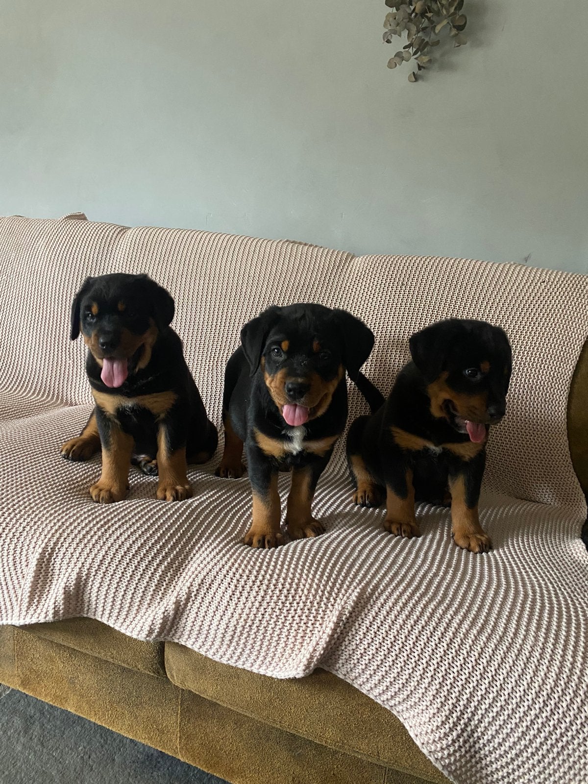 Pups Rottweiler x Zwitserse Sennen prachtige kruising, Dieren en Toebehoren, 8 tot 15 weken, Meerdere, Meerdere dieren, Nederland