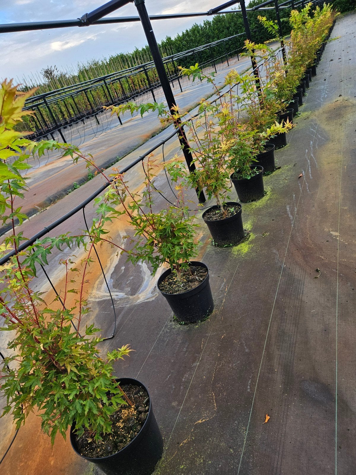 acer palmatum 'Sangukaku' te koop!, Bloeit niet, Halfschaduw, Overige soorten, Minder dan 100 cm