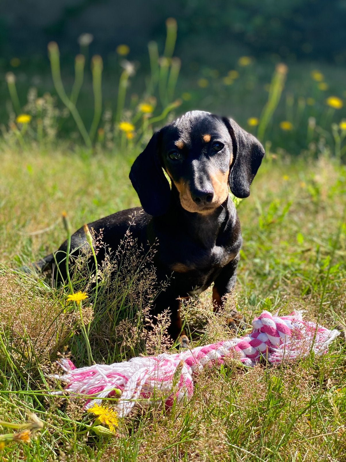 Te koop mooie kortharige dwergteckel puppy teckelpups, Parvo, Nederland, 8 tot 15 weken, Korthaar