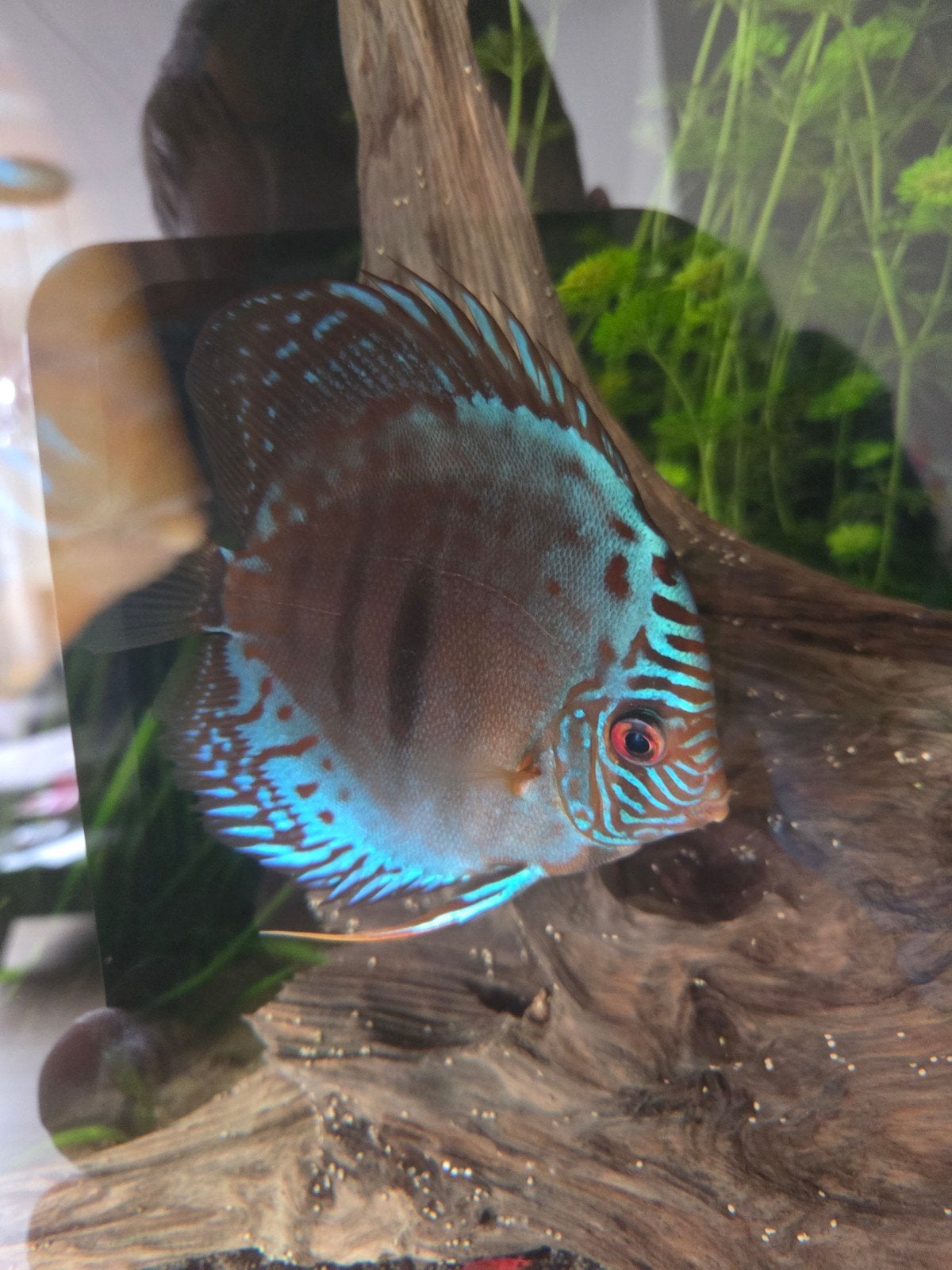 Discus vissen, Dieren en Toebehoren, Ophalen of Verzenden, Overige typen
