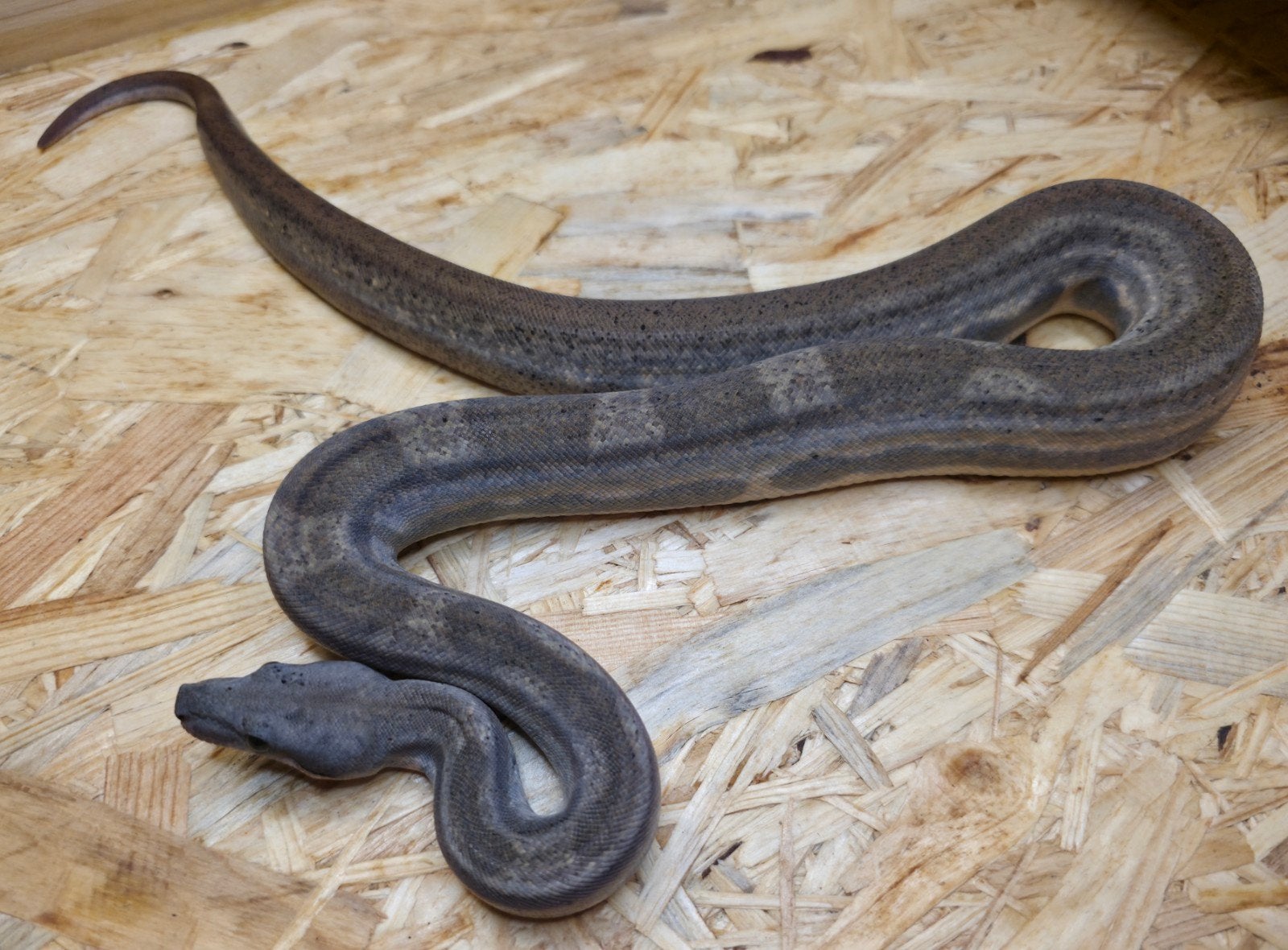 Boa imperator man uit 2025 Motley 66% VPI Leopard, Slang, 0 tot 2 jaar