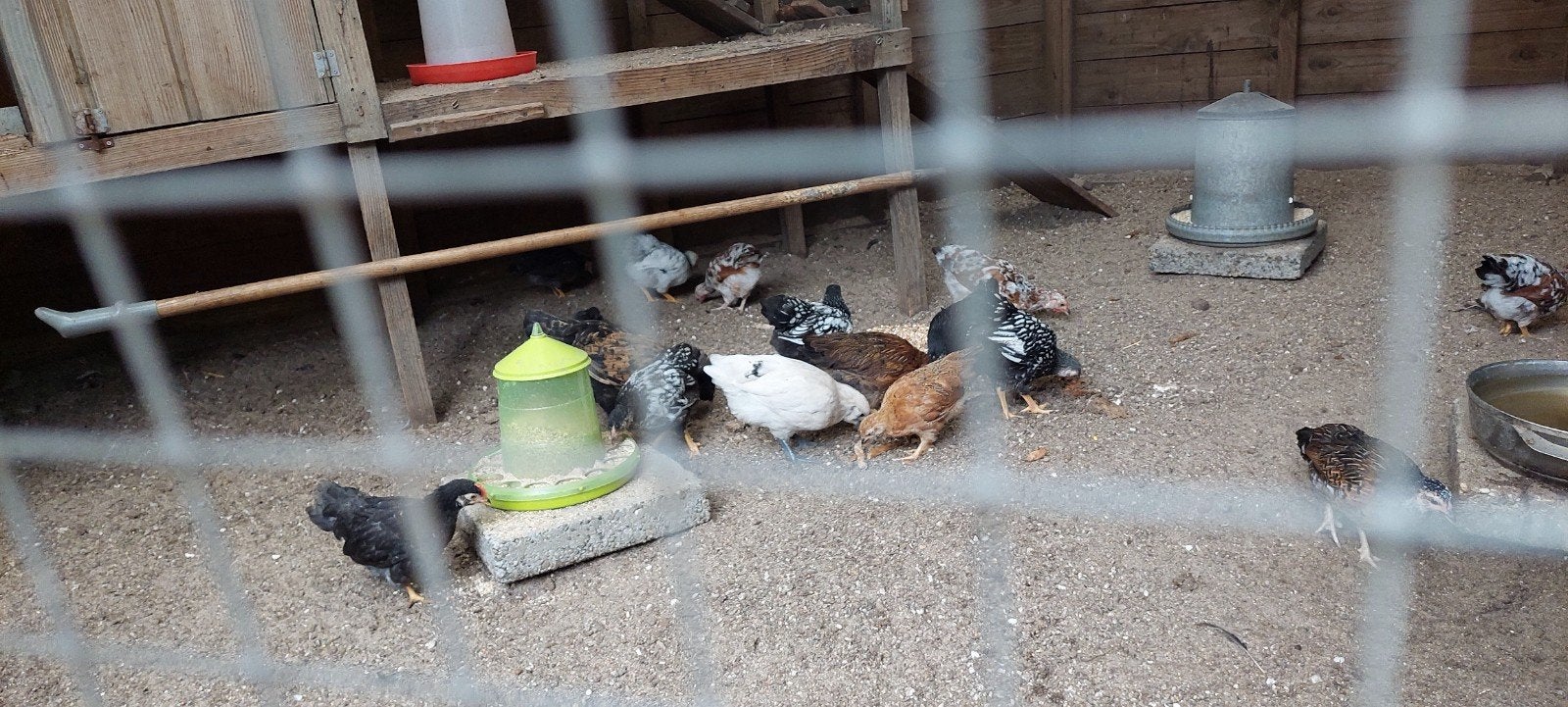 Kuikens. Wyandot en boerenkriel van 1 en 2 maanden oud., Dieren en Toebehoren, Pluimvee, Meerdere dieren, Kip