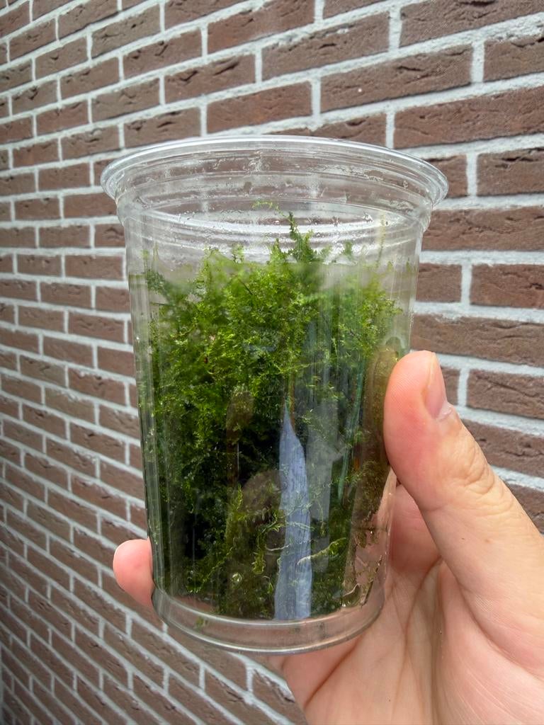 Javamos, Dieren en Toebehoren, Vissen | Aquaria en Toebehoren, Ophalen, Plant(en), Steen of Hout