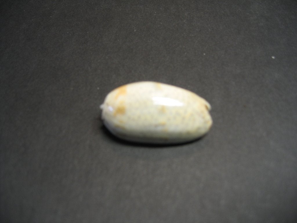 Schelpen: Oliva (Oliva) bulbosa tuberosa Röding, 1798., Ophalen of Verzenden, Schelp(en)