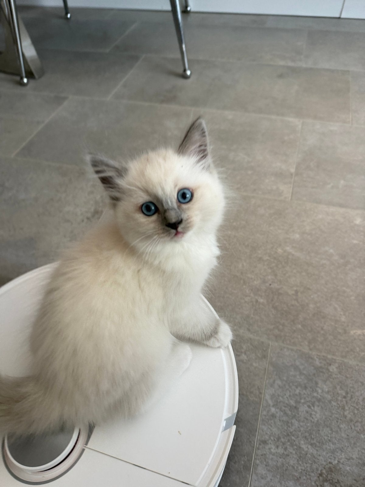 Foto 11 van Mooie Ragdoll kitten (poesje)