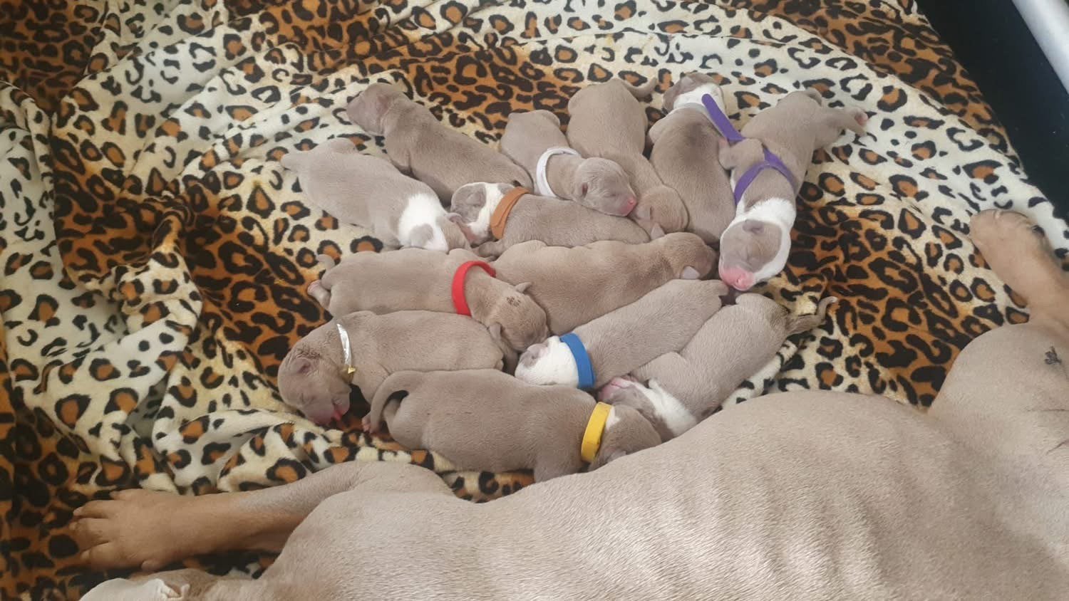 Prachtige American Bully pups met DBKC-stamboom, 8 tot 15 weken, Parvo, Meerdere, Meerdere dieren