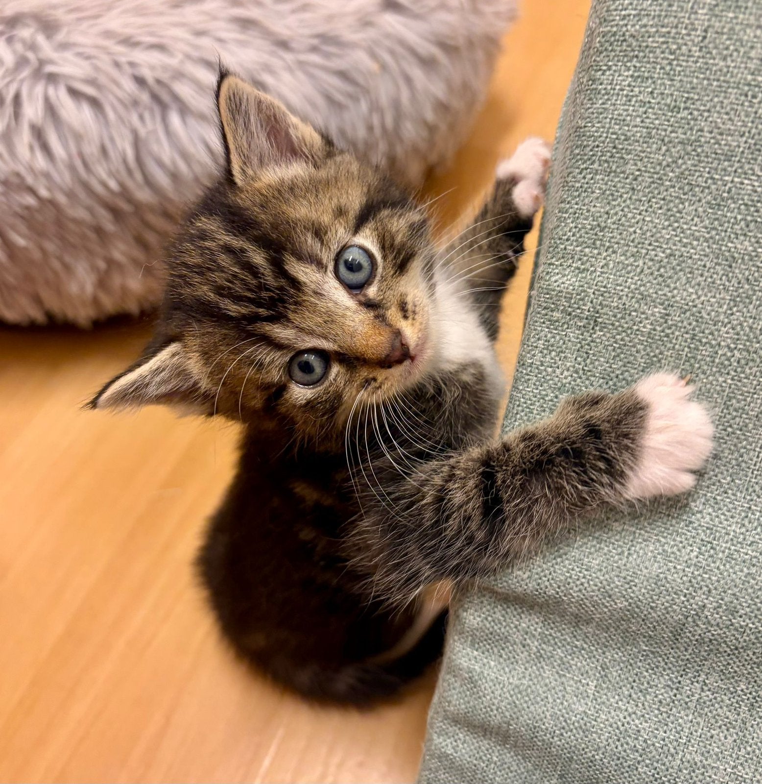 Lieve kitten zoekt nog een huis, Meerdere dieren