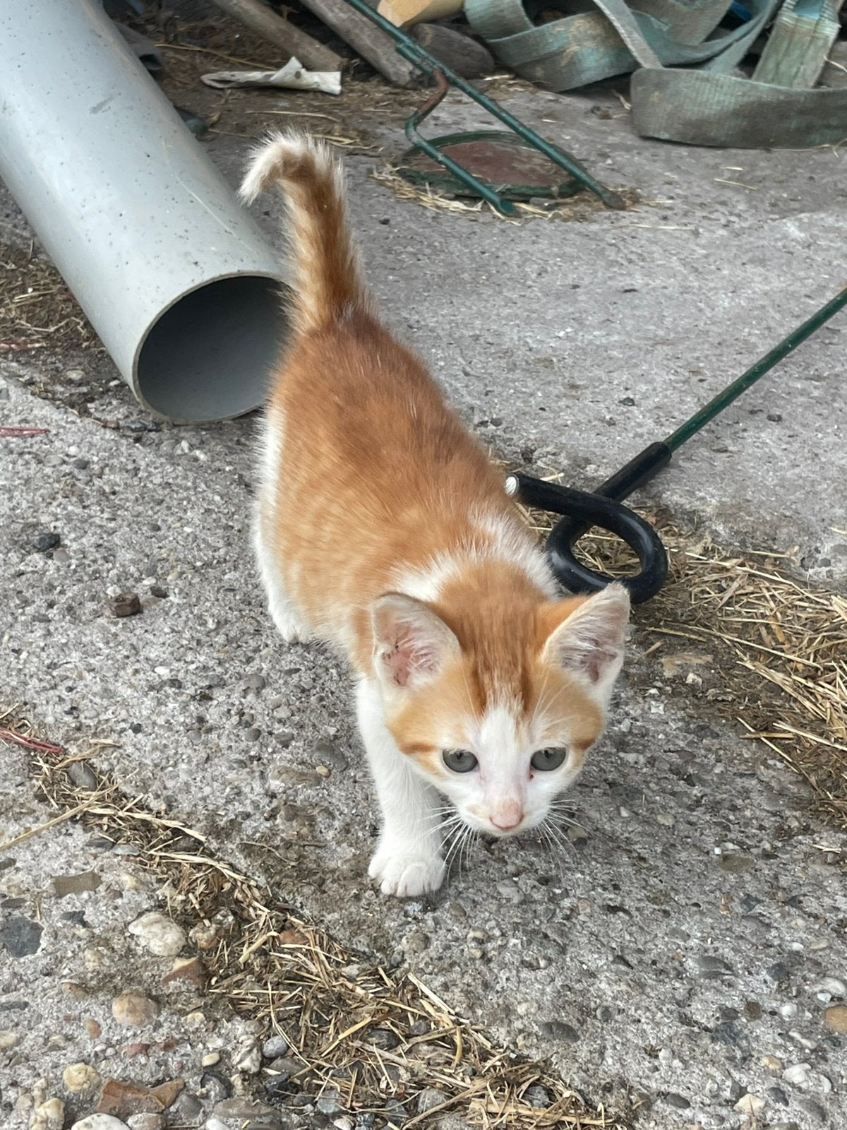 Rode kittens geboren op 8 mei, Meerdere dieren
