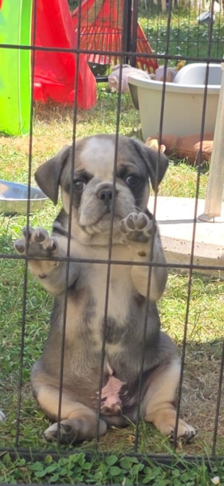 prachtig Retro mops pupje (reu), Parvo, 8 tot 15 weken, Eén hond, Nederland