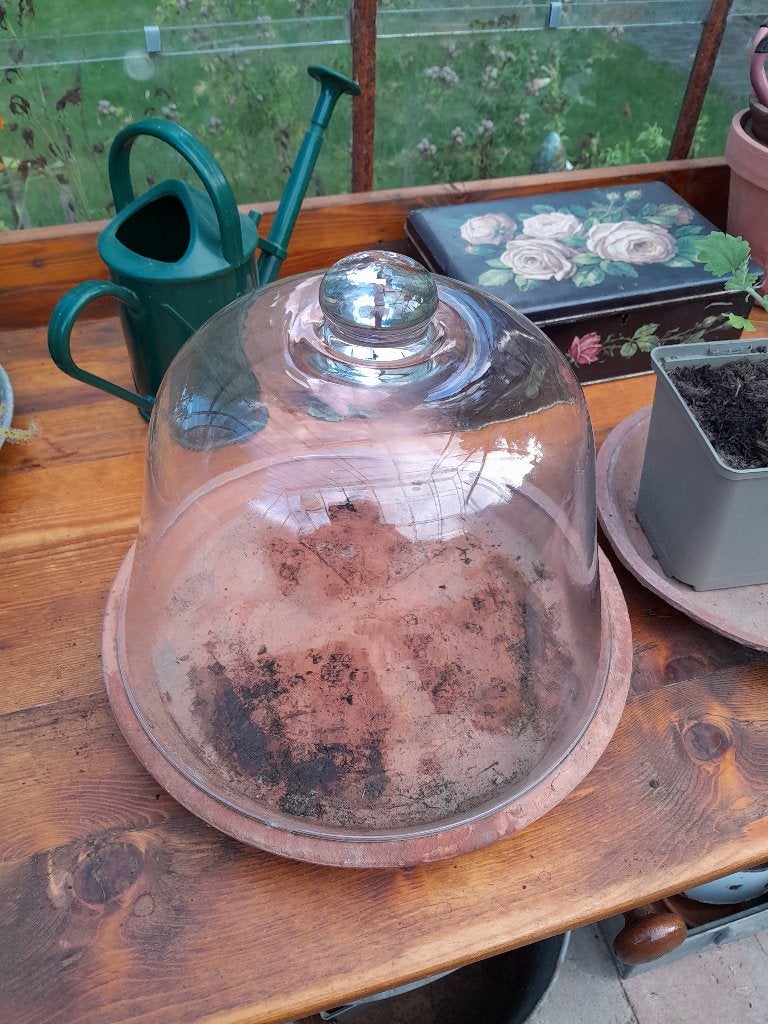 ~ Glazen Cloche, Ophalen of Verzenden, Gebruikt, Overige typen