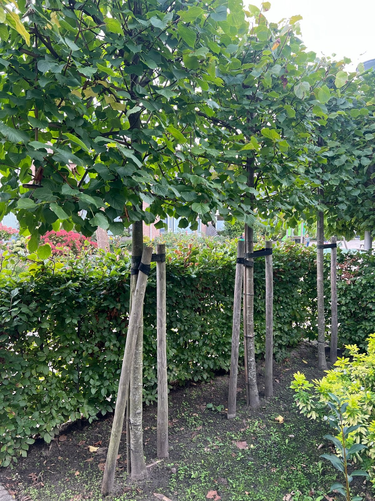 Leilinden -  Tilia Europaea stamhoogte 190cm, Leiboom, 250 tot 400 cm, Zomer, Ophalen