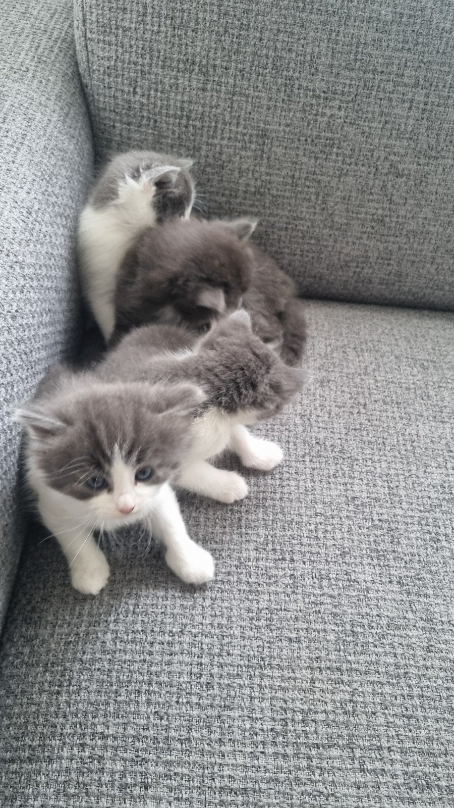 2 mannelijke en  kittens, 5 weken oud., Kater