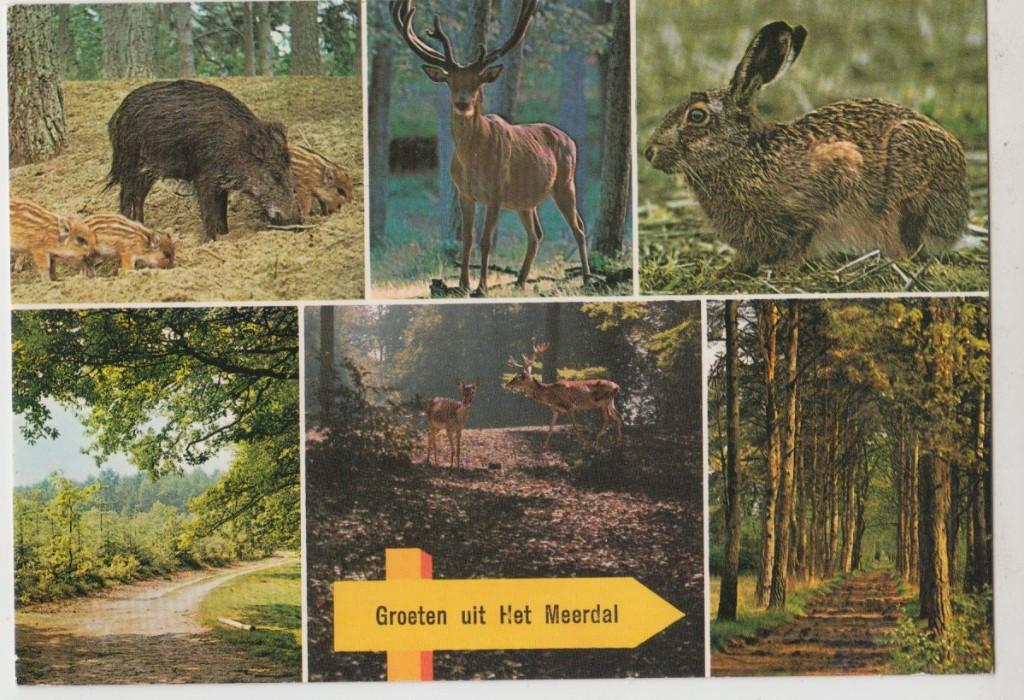 America Groeten uit Het Meerdal  Natuur Dieren 1979 gelopen, Verzenden, 1960 tot 1980, Gelopen, Limburg