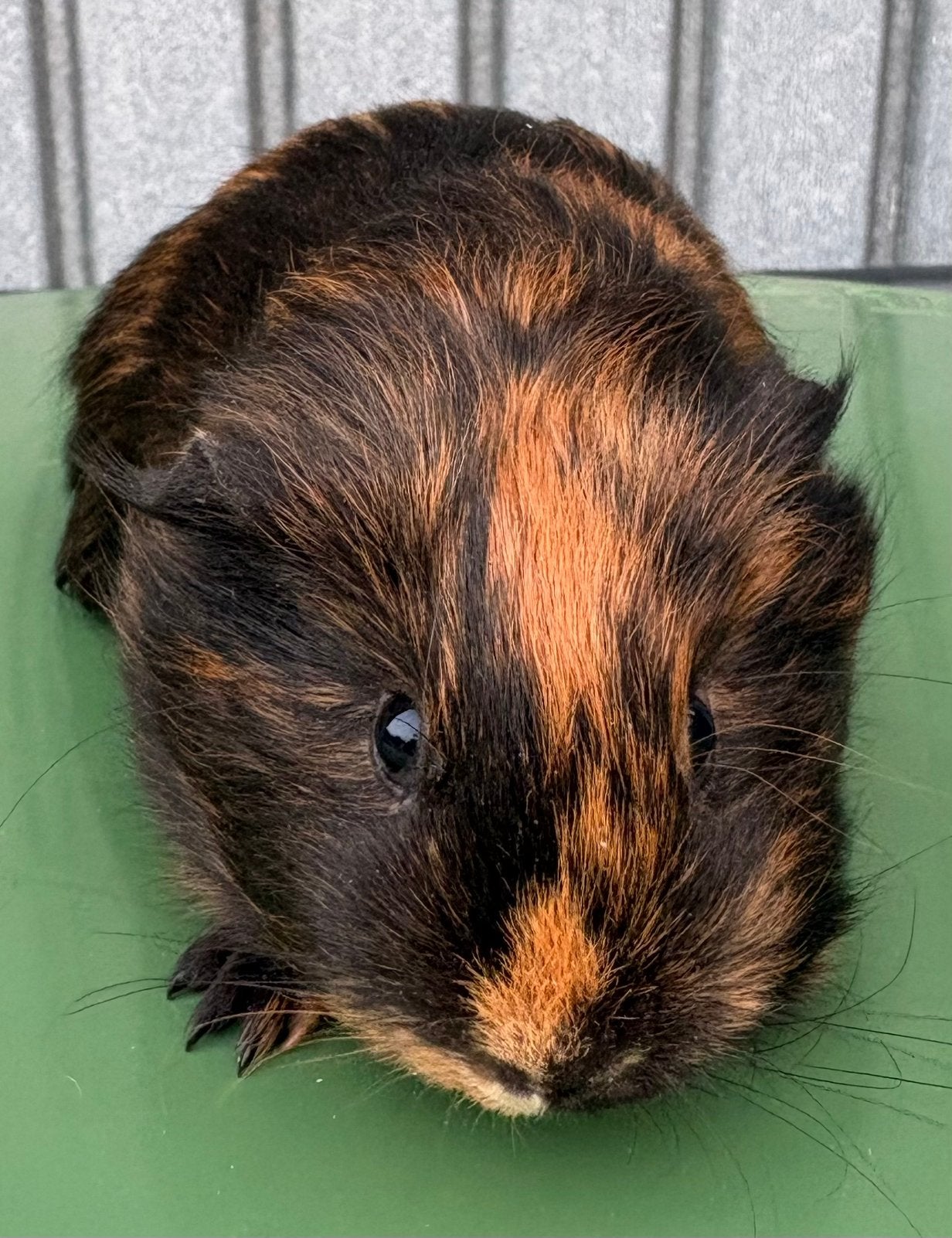 2 lieve cavia vrouwtjes, Dieren en Toebehoren, Cavia, April, Vrouwelijk, Tam