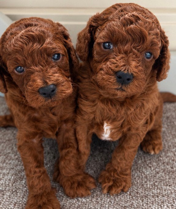 Lieve rode toypoedel pups te koop, Poedel, CDV (hondenziekte), 8 tot 15 weken, Meerdere